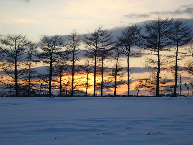 夕日Mサイズ