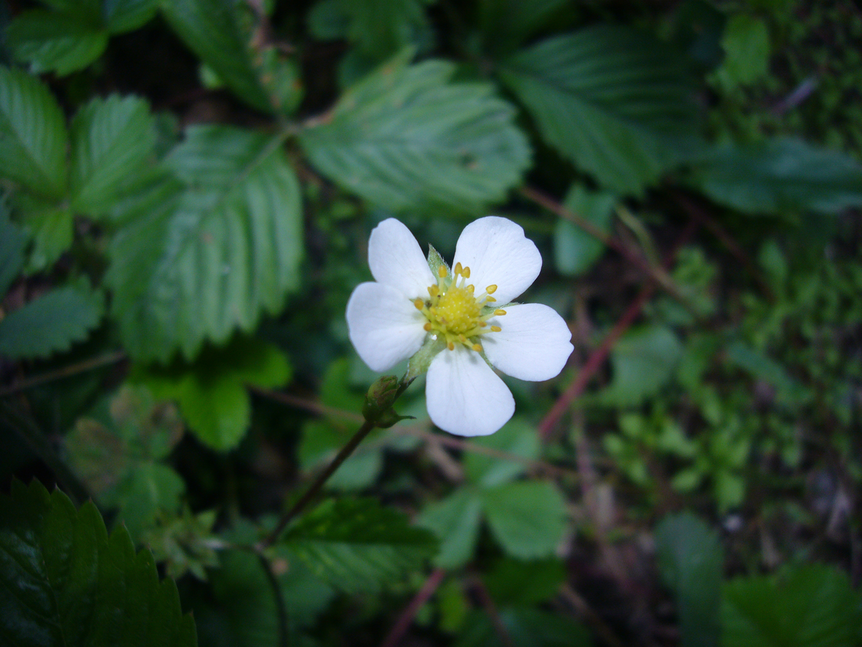 ワイルドベリーの花Lサイズ